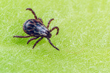A dangerous parasite and infection carrier mite sitting on a green leaf