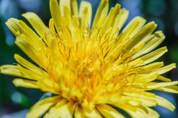 Fototapeta premium single yellow dandalion with green grass