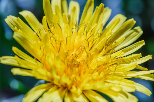 single yellow dandalion with green grass