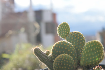 cactus in the city