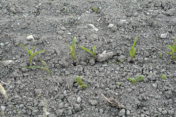 small plants at dry farmland