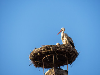 Storch im Nest bei Brutpflege