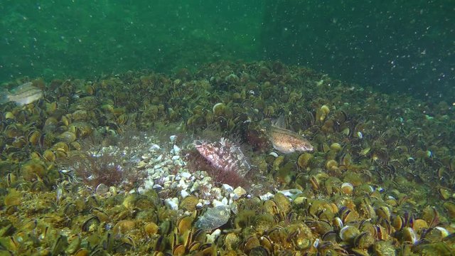 Mating games of Gray wrasse (Symphodus cinereus): male protects a nest built of algae, around swim females.