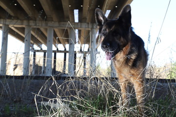 Dog German Shepherd outdoors in a spring