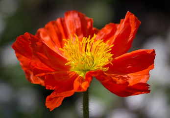 Colorful fresh crisp orange yellow poppy flower 