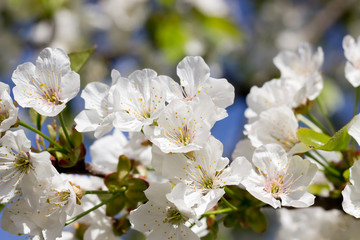 White cherry blossom branches.Spring blossoms background