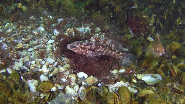 Mating games of Gray wrasse (Symphodus cinereus): male and females circling around the nest, medium shot.