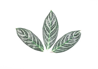 green leaf on white background isolate