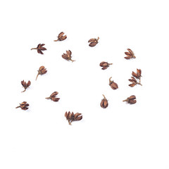 dry flower seed of tropical tree on white background isolate.