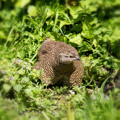 Female Madagascan Partridge
