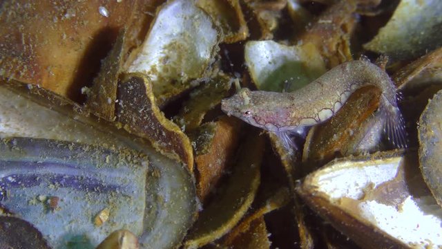 Two-spotted clingfish (Diplecogaster bimaculata bimaculata) searches for food among seashells.