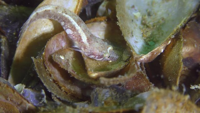 Two-spotted clingfish (Diplecogaster bimaculata bimaculata) searches for food among seashells.