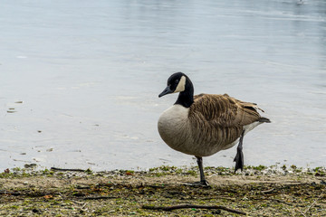 Goose