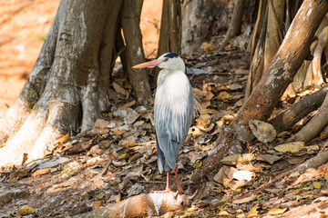 White egret bird at zoo looking very good at sunny day. 