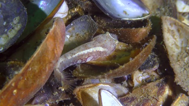 Two-spotted clingfish (Diplecogaster bimaculata bimaculata) moves along the seabed covered with seashells.