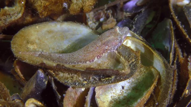Two-spotted clingfish (Diplecogaster bimaculata bimaculata) searches for food among seashells.