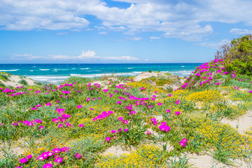 Flowers and plants by the sea in Platamona beach