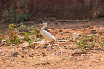 White egret bird at walking at zoo very good at sunny day.
