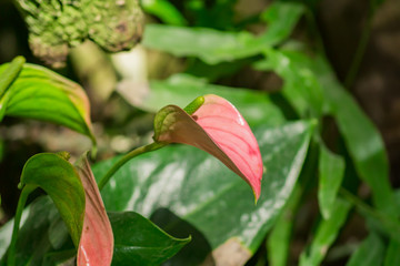 closeup of blooming anthurium flower