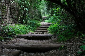 Stairway in the wood