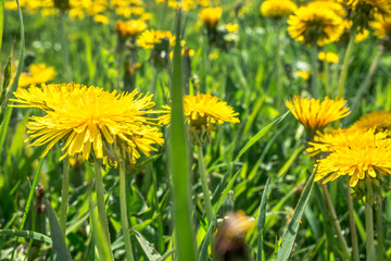 Yellow dandelion field, spring flowers in grass