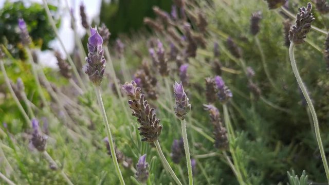 abeja cogiendo polen de la lavanda