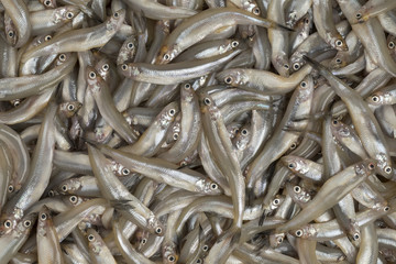 Fresh raw smelt fishes