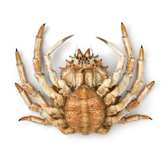 Bottom of a fresh raw female spider crab