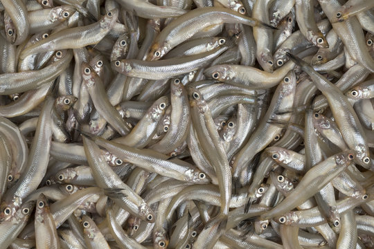 Fresh Raw Smelt Fishes