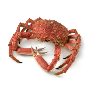 Whole Cooked Spider Crab