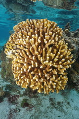 Naklejka na ściany i meble Cauliflower coral (Pocillopora) underwater in the lagoon of Huahine island, Pacific ocean, French Polynesia