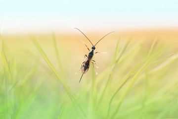 Insect of weft-wing family on delicate pastel green and yellow background, top view, artistic image, macro