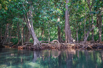 Emerald Pool and Mangrove Forest Pa Phru Tha Pom Khlong Song Nam in Krabi Province, Thailand