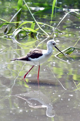 Il cavaliere d'Italia nelle acque dello stagno
