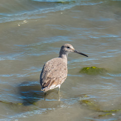 Willet, Tringa semipalmata, bird fishing on the shore
