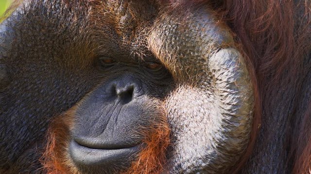 Male Orangutan's Face in Closeup