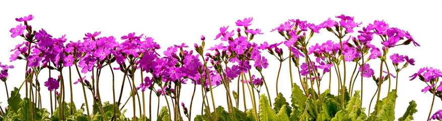 row of pink primrose flowers with leaves isolated on white background