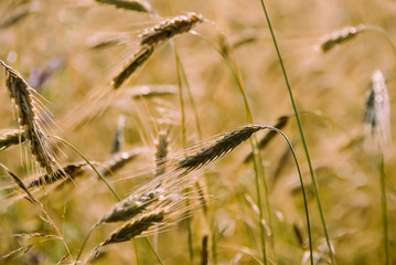 Field of wheat harvest