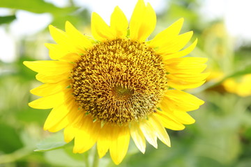 ヒマワリ　サンフラワー　花　