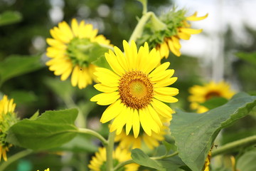 ヒマワリ　サンフラワー　花　