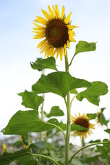 ヒマワリ　サンフラワー　花　