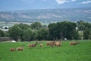 Fototapeta na wymiar Mountain deer