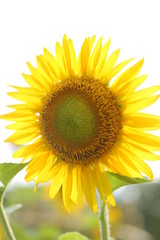 Fototapeta premium ひまわり サンフラワー 花 黄色