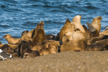 Fototapeta premium Sea lion Male in colony, patagonia Argentina