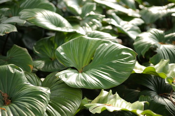 森の葉っぱ　緑　公園　美しい