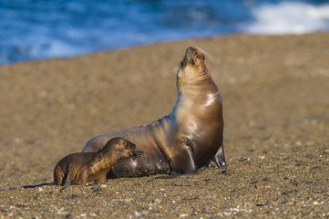 Mother and baby sea lion, Patagonia