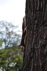 野生のリス　ピーナツを食べる