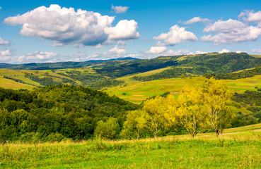 Fototapeta na wymiar row trees a hillside in autumn. lovely countryside scenery in mountains under the blue sky with fluffy clouds