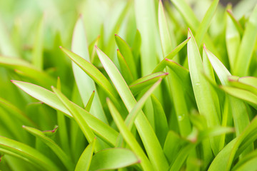 Fototapeta premium Green grass on blurred background. Close-up.