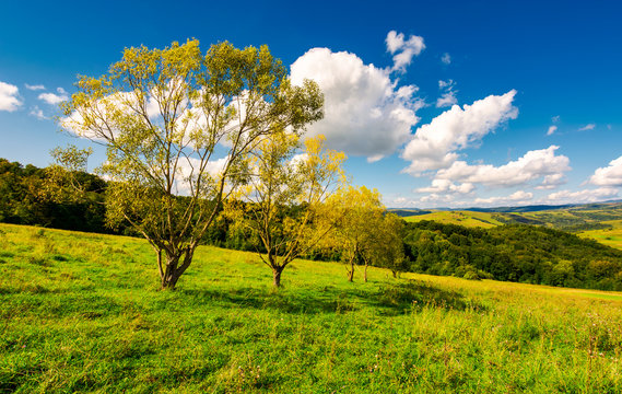 row trees a hillside in autumn. lovely countryside scenery in mountains under the blue sky with fluffy clouds